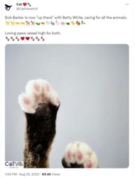 Netizen reacts to the news (Image via Twitter/@CatFanatic9)
